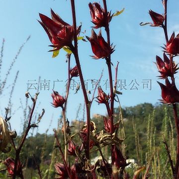 [多吉宝]买一送一云南洛神花茶 玫瑰茄干花35g 散装养颜包邮